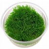 Akváriový mach Taxiphyllum barbieri Java moss