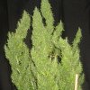 Ace Seeds - Thai regular 5 ks - Semená neobsahujú THC