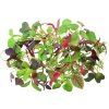 Toraf Microgreens semínka na klíčky Směs jemná 20 g