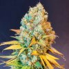 BSBs Cali Connection - Sunset Sherbet 5 ks - Semená neobsahujú THC.