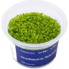 Micranthemum 'Monte Carlo' - InVitro