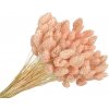 FLOWERIO Sušená tráva Phalaris - Chrastica 80g - púdrová