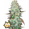 Fast Buds Cannabis Seeds G14 Auto 3 ks
