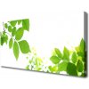 Obraz Canvas Plátky rastlina príroda 100x50 cm