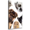 Vertikálny foto obraz na plátne Domáce zvieratá 50x100 cm