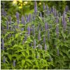 Agastache feniklová - Agastache foeniculum - semená - semená - 250 ks