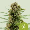 Royal Queen Seeds White Widow Automatic 0 % THC 5 ks Balenie: 3 ks
