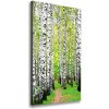 Vertikálny foto obraz canvas Brezový les 50x100 cm
