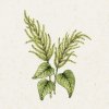 Jora Dahl Amaranthus caudatus 