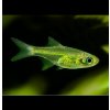 Razbora ranongská 30 ks - Microdevario kubotai