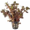 copy of Bacopa salzmannii 'Purple'