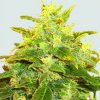 Nirvana Pure Power Plant regular semena neobsahují THC 10 ks