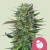 Royal Queen Seeds - Do-Si-Dos 1 ks - Semená neobsahujú THC