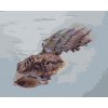 ZUTY Maľovanie podľa čísel - ALIGÁTOR PLÁVAJÚCI VO VODE (D. RUSTY RUST) Rámovanie: bez rámu a bez vypnutia plátna, Rozmer: 80x100 cm