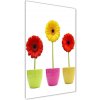 Vertikálny foto obraz sklenený Farebné gerbery 50x100 cm