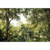 Komar Vliesová fototapeta Djungle 400 x 260 cm