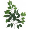 Větvičky Ficus Benjamin, 12x, 53 cm