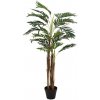Areca palma, 110 cm