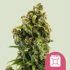 Royal Queen Seeds Cannabis Seeds Sour Diesel Feminized 1 ks
