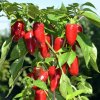 Paprika Balconi F1 - Capsicum annuum - semená - 6 ks