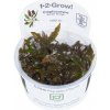 Tropica Cryptocoryne wendtii 'Mi Oya' 1-2 Grow!