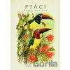 Ptáci Barvy pralesa