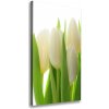 Vertikálny foto obraz na plátne Biele tulipány 50x100 cm