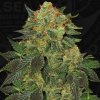 T.H. Seeds - Bubblegum 2 ks - Semená neobsahujú THC