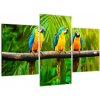 Moderný obraz - papagáje (Obraz 90x60cm)
