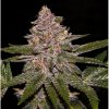 Radical Juice - feminizované semená, 3 ks, Ripper Seeds
