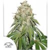 Dutch Passion Banana Blaze® neobsahuje THC 3 ks