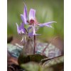 Erythronium dens canis Mix I, 50 kusov