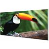 Nástenný panel Tukan na vetve 100x50 cm