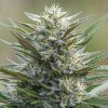 PowerStrains - Sleep Well 5 ks - Semená neobsahujú THC.