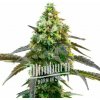 Blimburn Seeds Cannabis Seeds Godfather OG Feminized 3 ks
