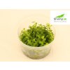 Bacopa australis - in vitro 100 ml