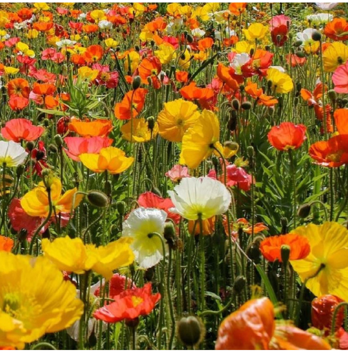 Mak islandský - zmes - Papaver nudicaule - semená maku - 50 ks