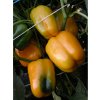 Paprika Mystery - Capsicum annuum - semiačka - 15 ks