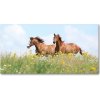 Foto obraz akrylový Dva kone v cvale 100x50 cm