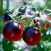 Paradajka Black Cherry - Solanum lycopersicum - semená - 6 ks
