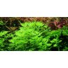 Hottonia palustris (IN-VITRO Ø 7 cm)