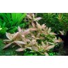 Hygrophila polysperma Rosanervig