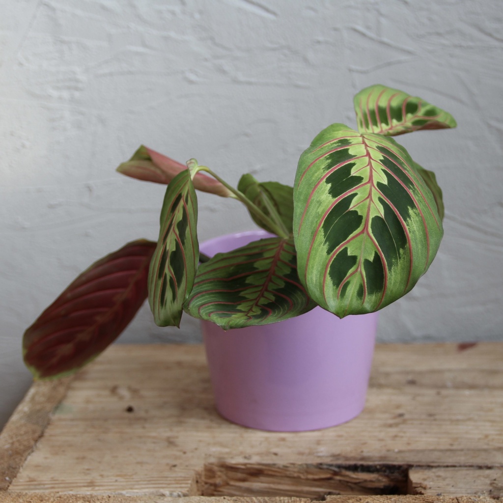 Maranta Leuconeura Fascinator baby