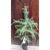 Céder himalájsky (Cedrus deodara) 25ks semien