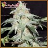 Dr. Krippling Seeds - Pickled Diesel Auto 5 ks - Semená neobsahujú THC