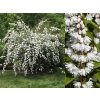 Trojpuk veľkolepý, výška 30-60 cm, kvetináč 2 l
