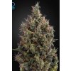 Green House Seeds Big Bang Autoflowering neobsahuje THC 3 semena