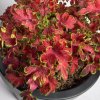 Africká pŕhľava Wizard Velvet Rose - Coleus blumei - semená - 30 ks