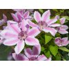 Plamienok Nelly Moser, výška 50-60 cm, kvetináč 15 cm