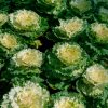 Okrasná kapusta Nagoya F1 biela - Brassica oleracea - semená okrasnej kapusty - 20 ks